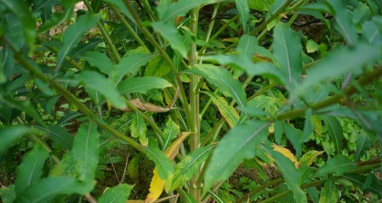 月见草的外观特征有哪些？