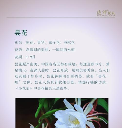 昙花繁殖的正确方法是什么？