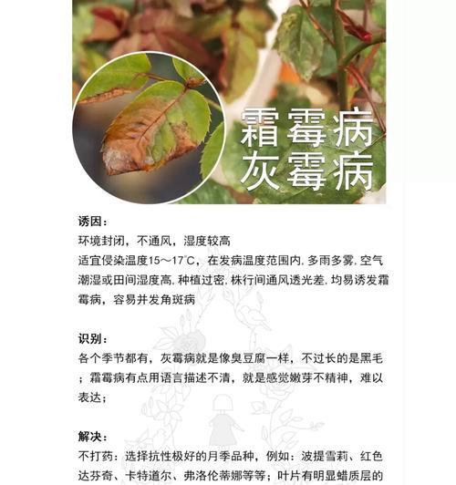月季花生病了怎么办？月季花常见病的治疗方法？