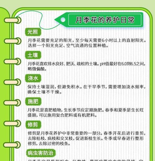 月季花生病了怎么办？月季花常见病的治疗方法？