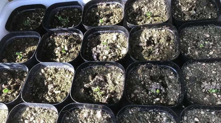 富贵子的种植技巧有哪些？如何保证其顺利发芽？