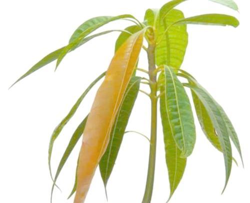 富贵子的种植技巧有哪些？如何保证其顺利发芽？