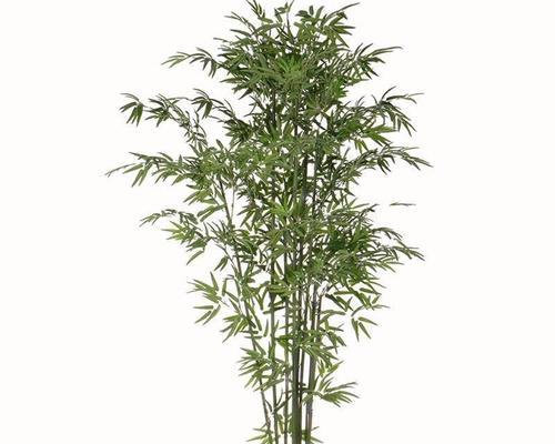 竹子盆栽品种有哪些？如何选择适合的竹子盆栽品种？