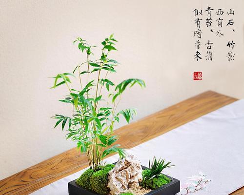 竹子盆栽品种有哪些？如何选择适合的竹子盆栽品种？