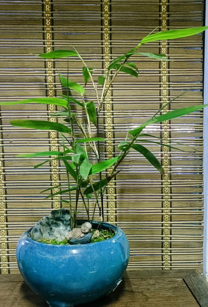 竹子盆栽品种有哪些？如何选择适合的竹子盆栽品种？