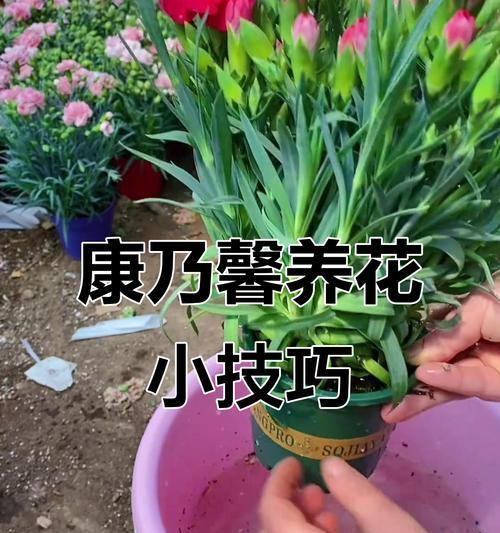 康乃馨冬季养护方法有哪些？
