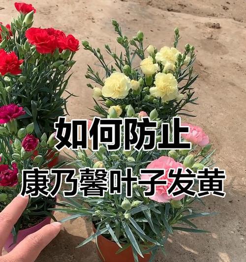 康乃馨冬季养护方法有哪些？