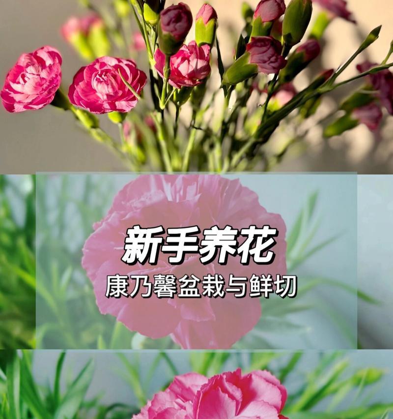 康乃馨冬季养护方法有哪些？