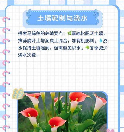 马蹄莲种子的种植步骤是什么？