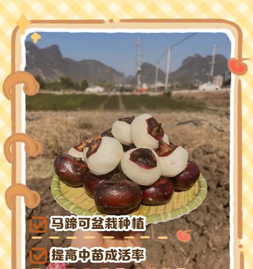 马蹄莲种子的种植步骤是什么？