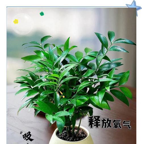 竹柏的正确养护方法是什么？