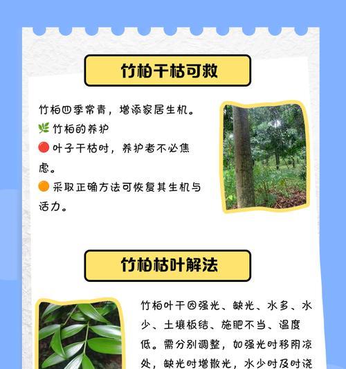竹柏的正确养护方法是什么？