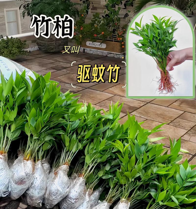竹柏的正确养护方法是什么？