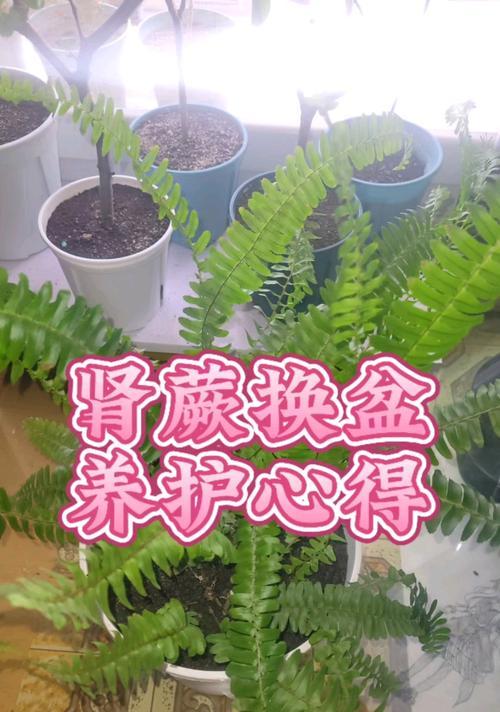 肾蕨繁殖的方法有哪些？如何成功繁殖肾蕨？