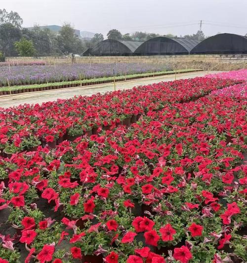 矮牛怎么种？矮牛植物的种植技巧和维护要点是什么？