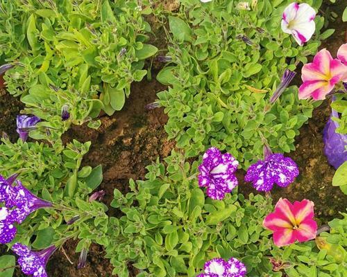 矮牛怎么种？矮牛植物的种植技巧和维护要点是什么？