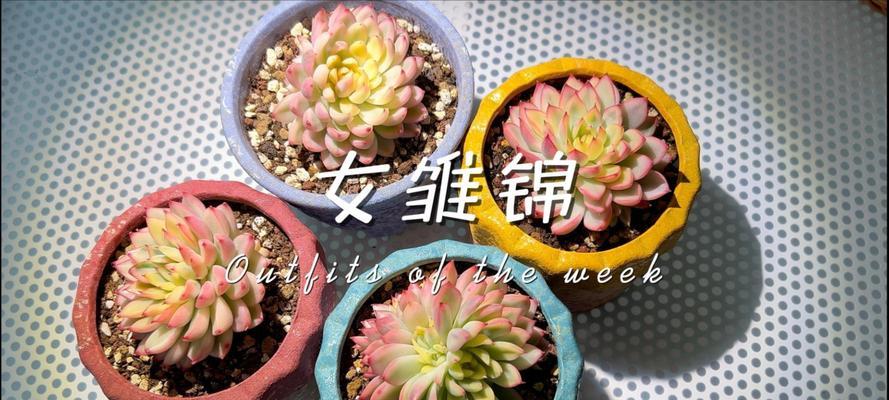 小和锦怎么养？家庭养护的正确方法是什么？