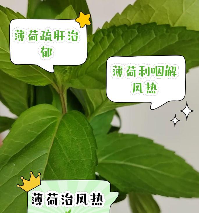 薄荷叶怎么养殖？家庭养殖薄荷的技巧有哪些？