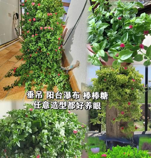 牡丹吊兰的正确养殖方法是什么？