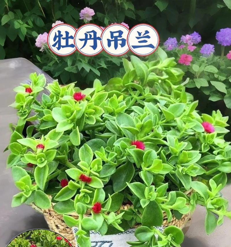 牡丹吊兰的正确养殖方法是什么？