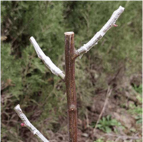 哪些树可以嫁接月季花？月季嫁接的技巧和注意事项是什么？
