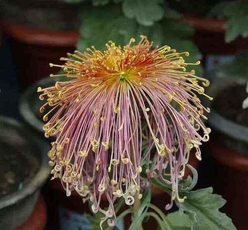菊花绿云品种的特点是什么？如何种植和养护绿云菊花？