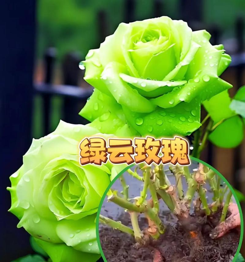 菊花绿云品种的特点是什么？如何种植和养护绿云菊花？