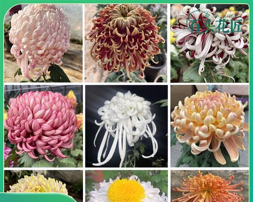 菊花绿云品种的特点是什么？如何种植和养护绿云菊花？