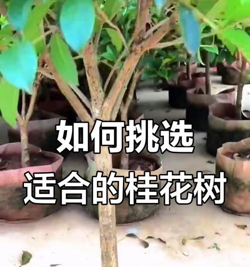 树木品种有哪些？如何选择适合自己的树木品种？