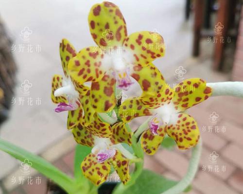 蝴蝶兰属于哪个科？它的分类和特点是什么？