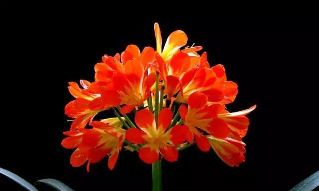 长春市的市花是什么？长春市花的象征意义是什么？