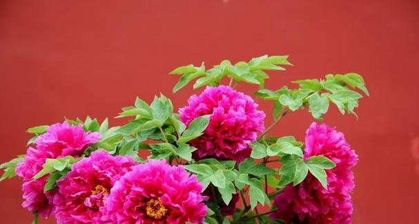 长春市的市花是什么？长春市花的象征意义是什么？