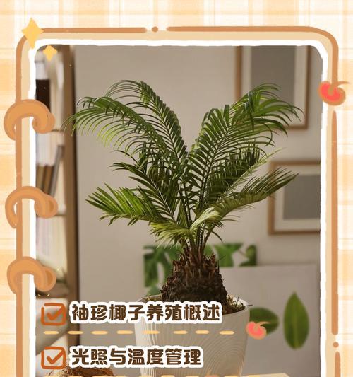 迷你椰树的养护技巧是什么？
