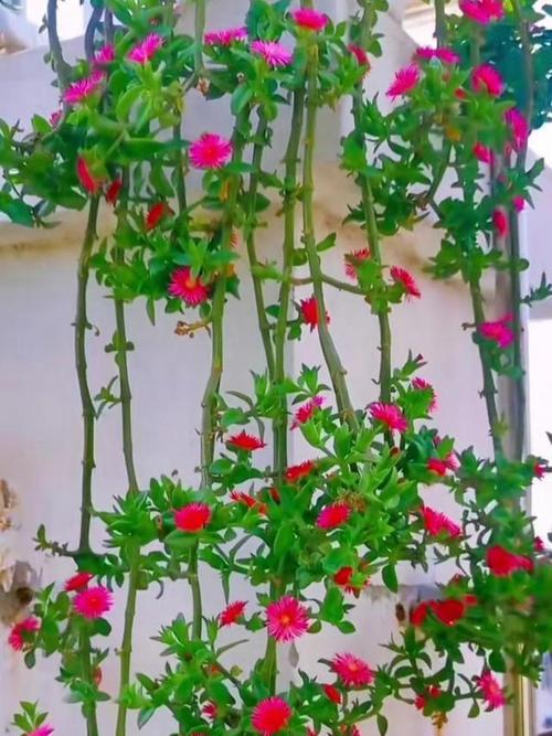吊兰移植指南：怎样安全移植吊兰并促进其生长？