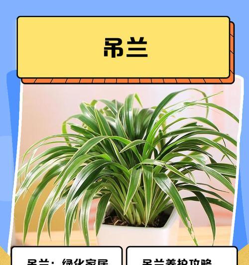 吊兰移植指南：怎样安全移植吊兰并促进其生长？