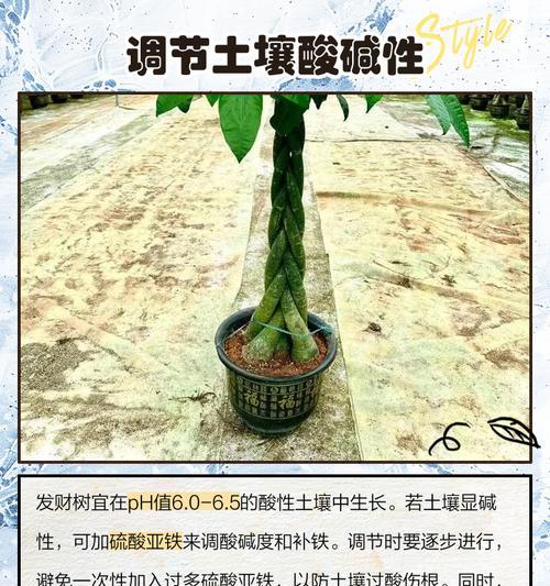 发财树叶子脱落怎么办？如何进行有效处理？