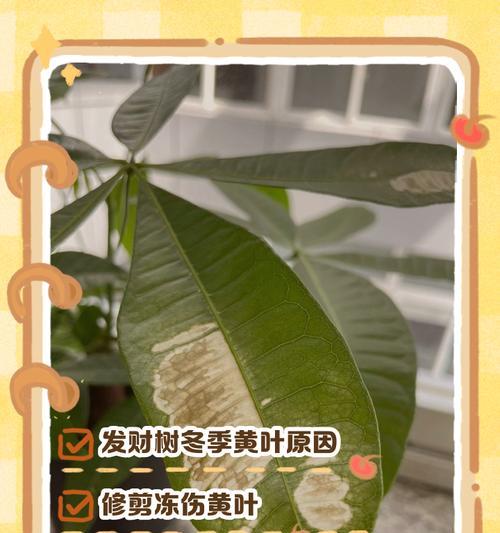 发财树叶子脱落怎么办？如何进行有效处理？