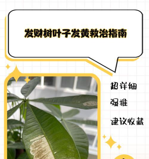 发财树叶子脱落怎么办？如何进行有效处理？