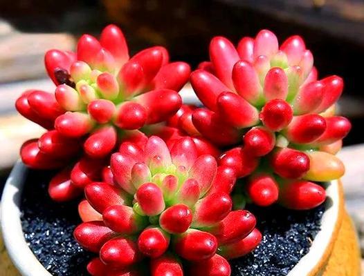 虹之玉开花的条件和养护技巧是什么？