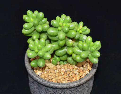 虹之玉开花的条件和养护技巧是什么？