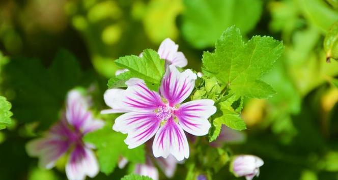 夏天适合养什么鲜花？夏季鲜花养护的技巧和建议是什么？