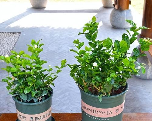 花草什么？如何选择适合室内摆放的植物？