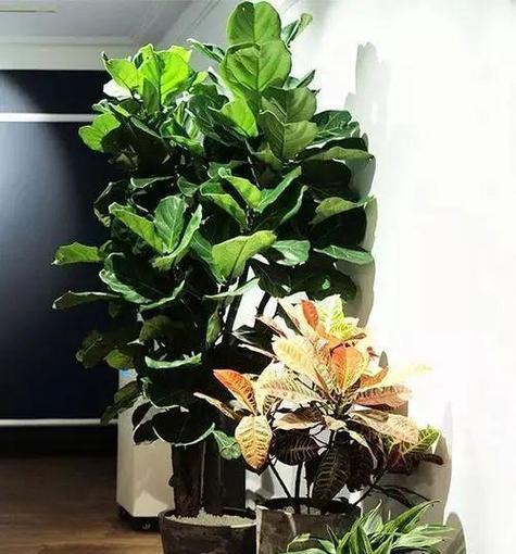 花草什么？如何选择适合室内摆放的植物？