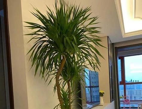 花草什么？如何选择适合室内摆放的植物？