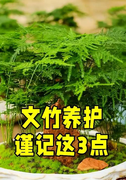 文竹繁殖的正确步骤和技巧是什么？