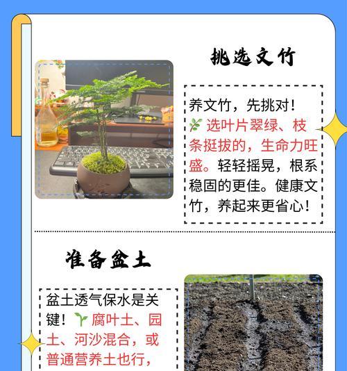 文竹繁殖的正确步骤和技巧是什么？