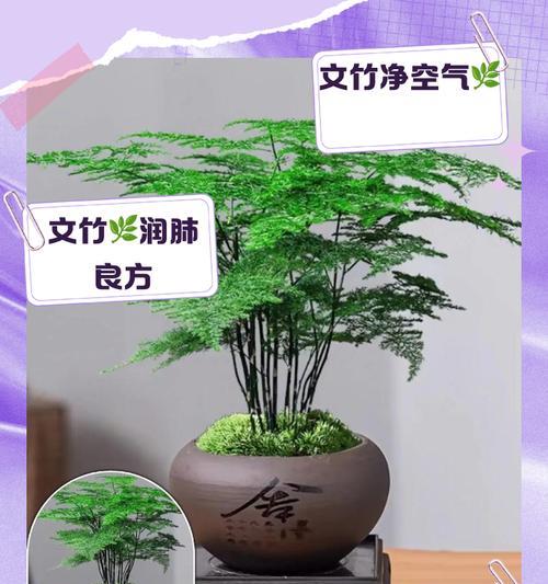 文竹繁殖的正确步骤和技巧是什么？