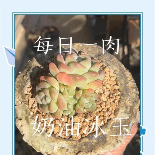 冰玉露的养殖方法是什么？如何保持冰玉露的健康？