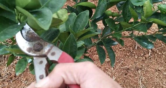 含笑花剪枝的最佳时机是什么时候？