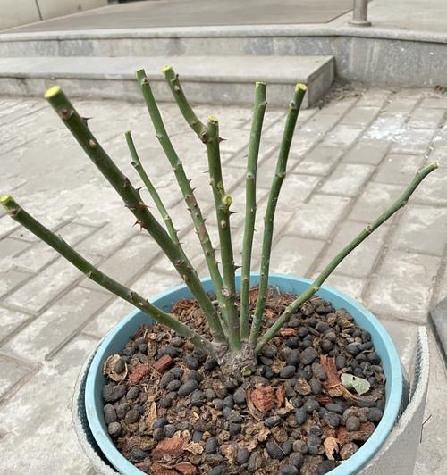 含笑花剪枝的最佳时机是什么时候？
